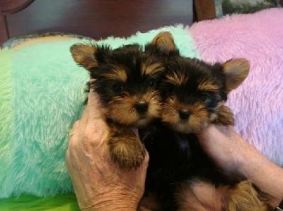  Healthy Tea cup Yorkie puppies for adoption 