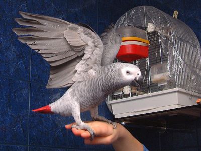 african grey parrot for sale