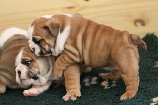Cute and Adorable English Bulldog Puppies available 