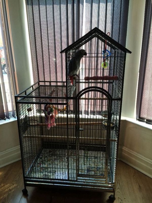 African grey parrot in need of a new home