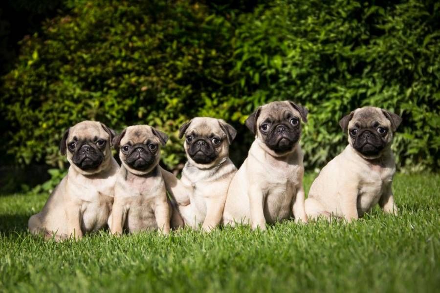 High quality puppies Pug and French bulldog for sale