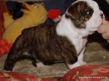 Beautiful Akc English Bulldog