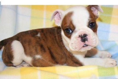 hansom english bull dog puppy for free adoption