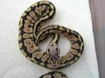  Male and Female Super Pastel het for sale