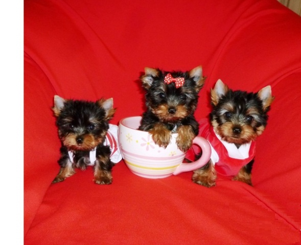 Beautiful Yorkie puppies