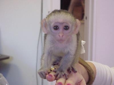   I Currently have Cute and well Trained baby Capuchin Monkey for adoption