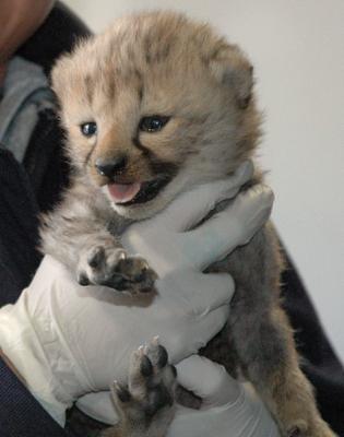 Healthy and Gorgeous Tiger Cubs and Cheetah cubs available