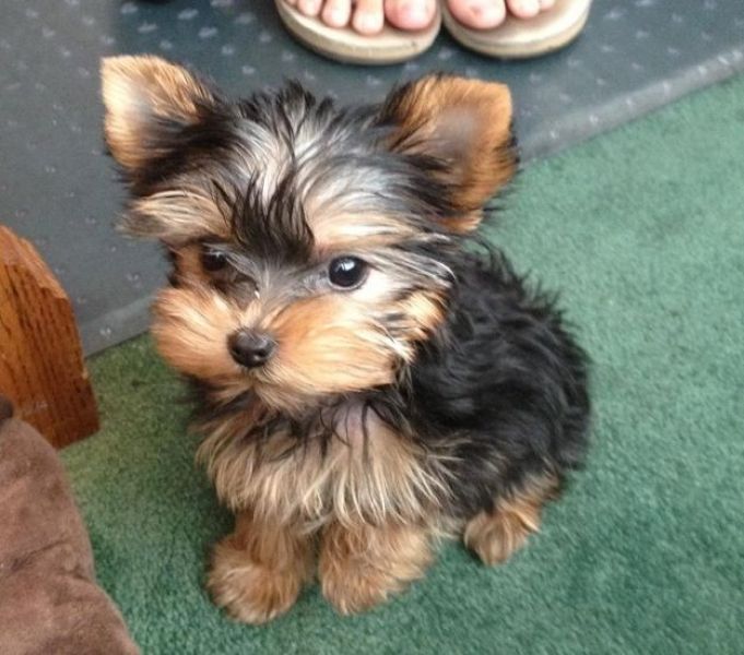 Adorable Yorkie Puppies
