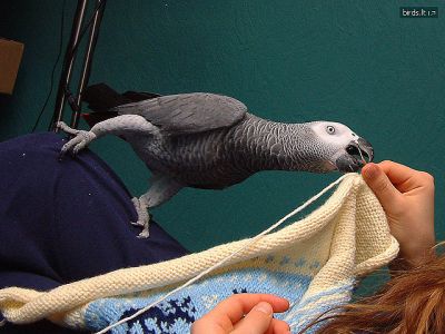 african grey parrot for sale