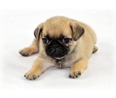 Well Trained Purebreed pug puppies available at very affordable prices