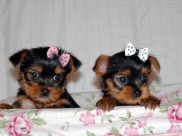 cute and adorable home trained tea cup yorkie puppies now available for Xmas
