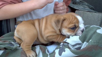 Lovely and Adorable Bulldogs Pyppies For Adoption