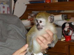 AFFECTIONATE BABY CAPUCHIN MONKEY AVAILABLE NOW!!!!!!