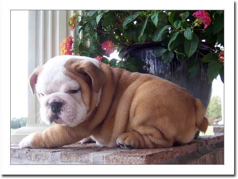 socialized english bulldog puppies for adoption