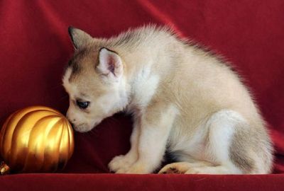 Lovely Charming Eyes Siberian Husky Puppies for sale.