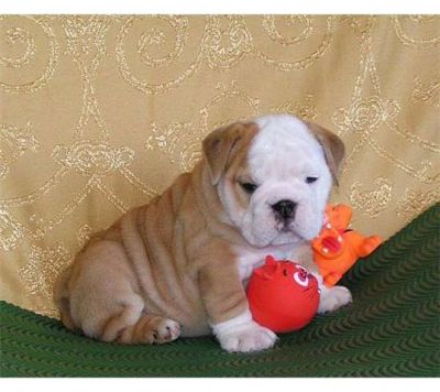 HEALTHY FEMALE FAWN & white Bulldog Puppy For Sale