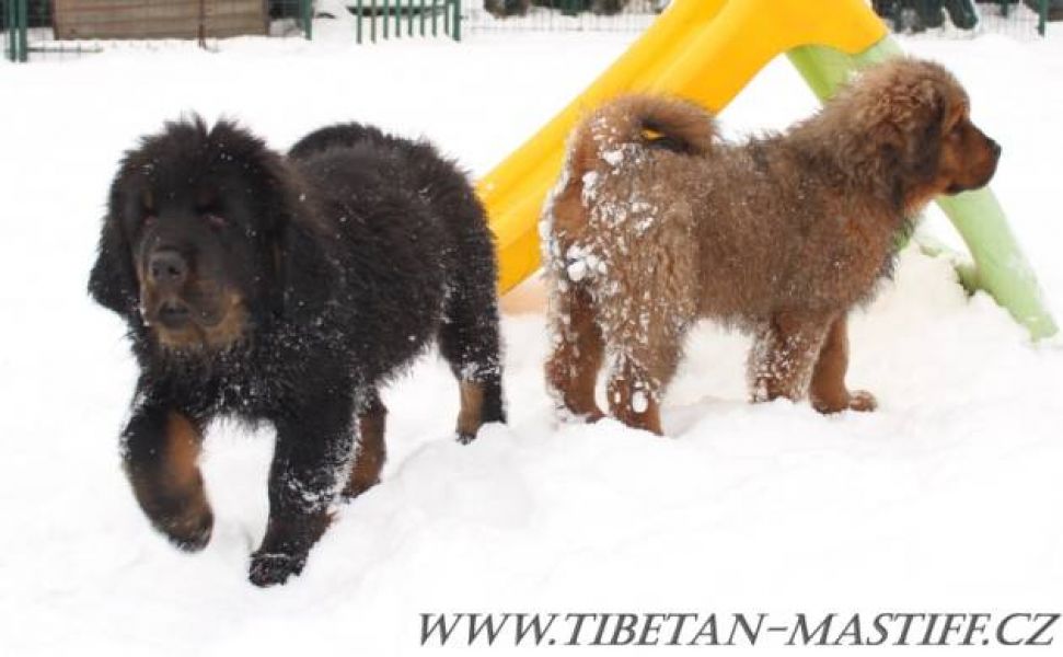 Tibetan Mastiff FCI puppies red