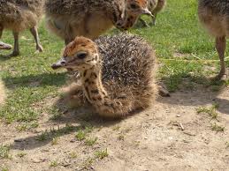 Healthy Parrots and Ostrich chicks and eggs for sale now 