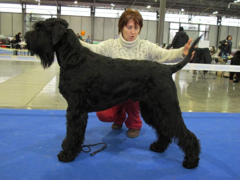 Kennel Tender Savage – FCI Puppies Black Giant Schnauzer