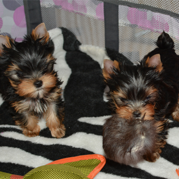 Purebred Tiny Yorkie Puppies