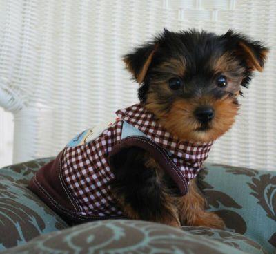 sweet little Tea Cup Yorkie