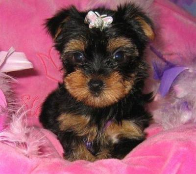  Chocolate Tea Cup Yorkie!