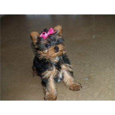 Tiny and Beautiful Registered Yorkie Puppy
