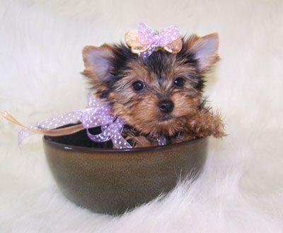 sweet little Tea Cup Yorkie