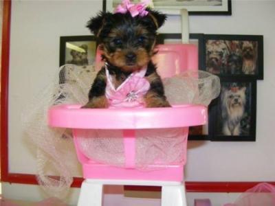 AKC Yorkie Puppy.