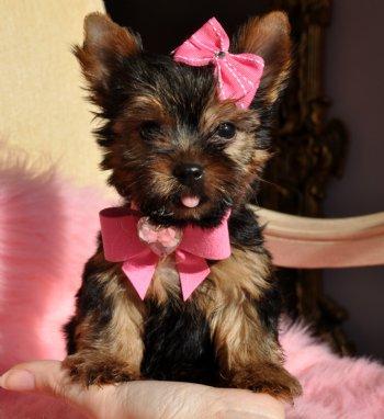 Doll face Tea Cup Yorkie