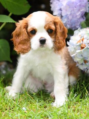 Adorable And Lovely Cavalier King Charles Spaniel Puppies For Adoption