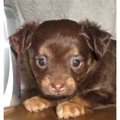 best of chihuahua breeds!