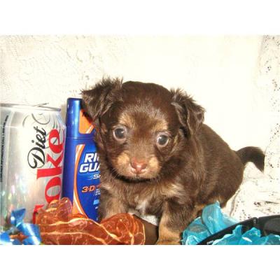 best of chihuahua breeds!