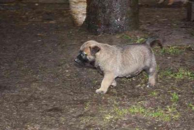 precious belgian malinois puppy ready for adoption