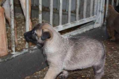precious belgian malinois puppy ready for adoption