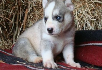 Siberian husky puppy in of a home 9 weeks old