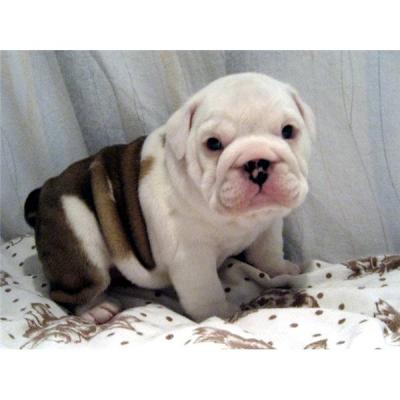 Gorgeouse English Bulldogs