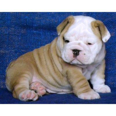 Gorgeouse English Bulldogs