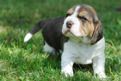 Perfect Tri-colour Beagles 