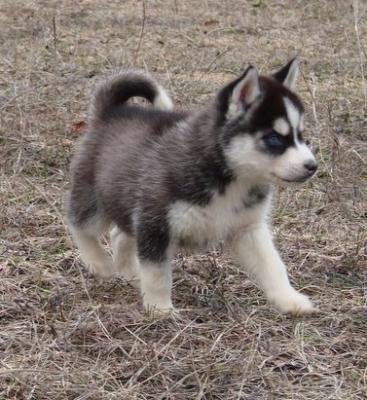  Cute Blue Eyes Siberian Huskies
