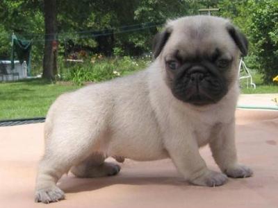 Chunky Pug Puppies 