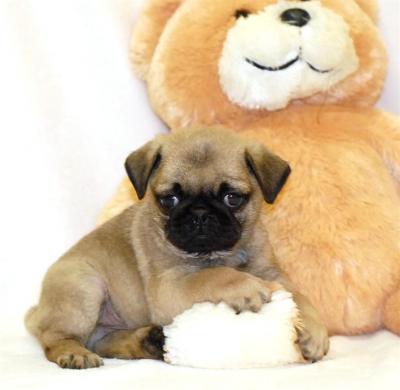 Chunky Pug Puppies 