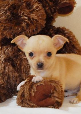 My little chihuahua Babies 