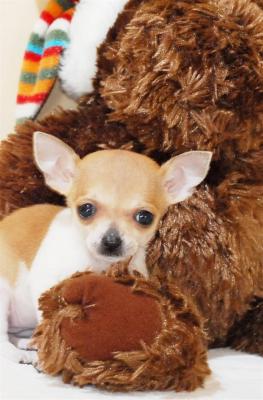 My little chihuahua Babies 