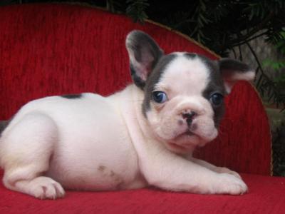 Sweet French Bulldog 