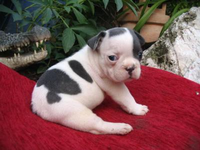 Sweet French Bulldog 