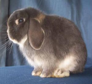 Blue Otter Mini Lop Buck For Stud