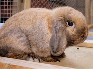 Sooty Fawn Mini Lop Buck For Stud