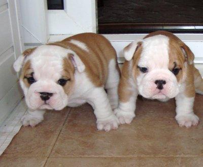 Bulldogs Puppies For Sale
