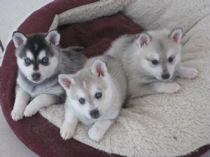 BLUE-EYED B/W FEMALE ALASKAN KLEE KAI PUPPIES AVAILABLE
